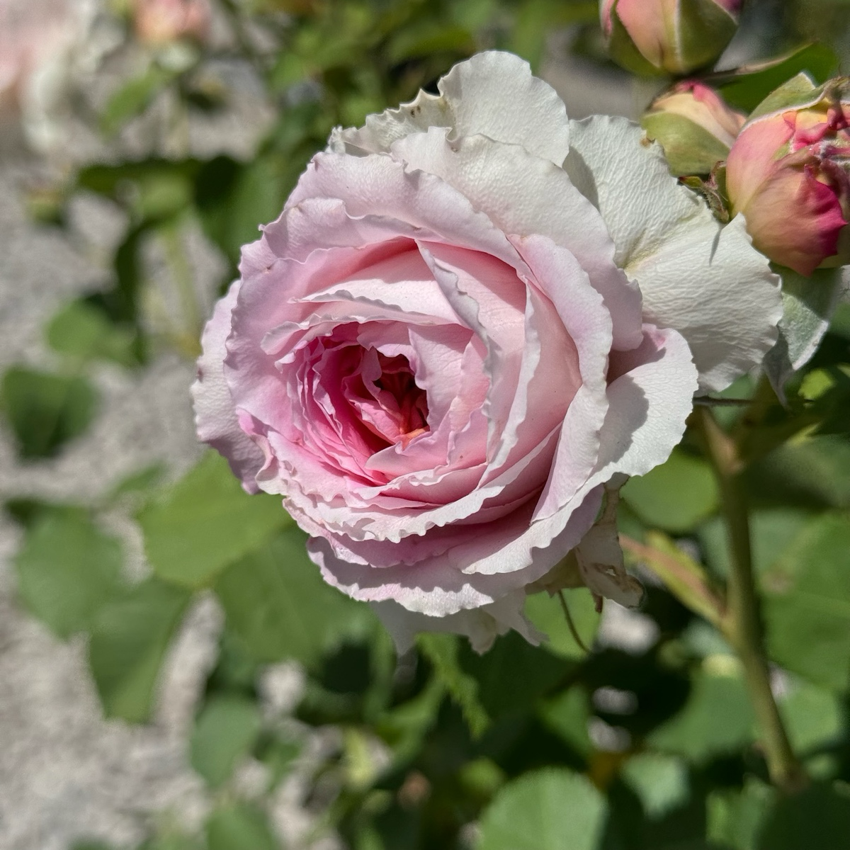 Fun In The Sun Rose