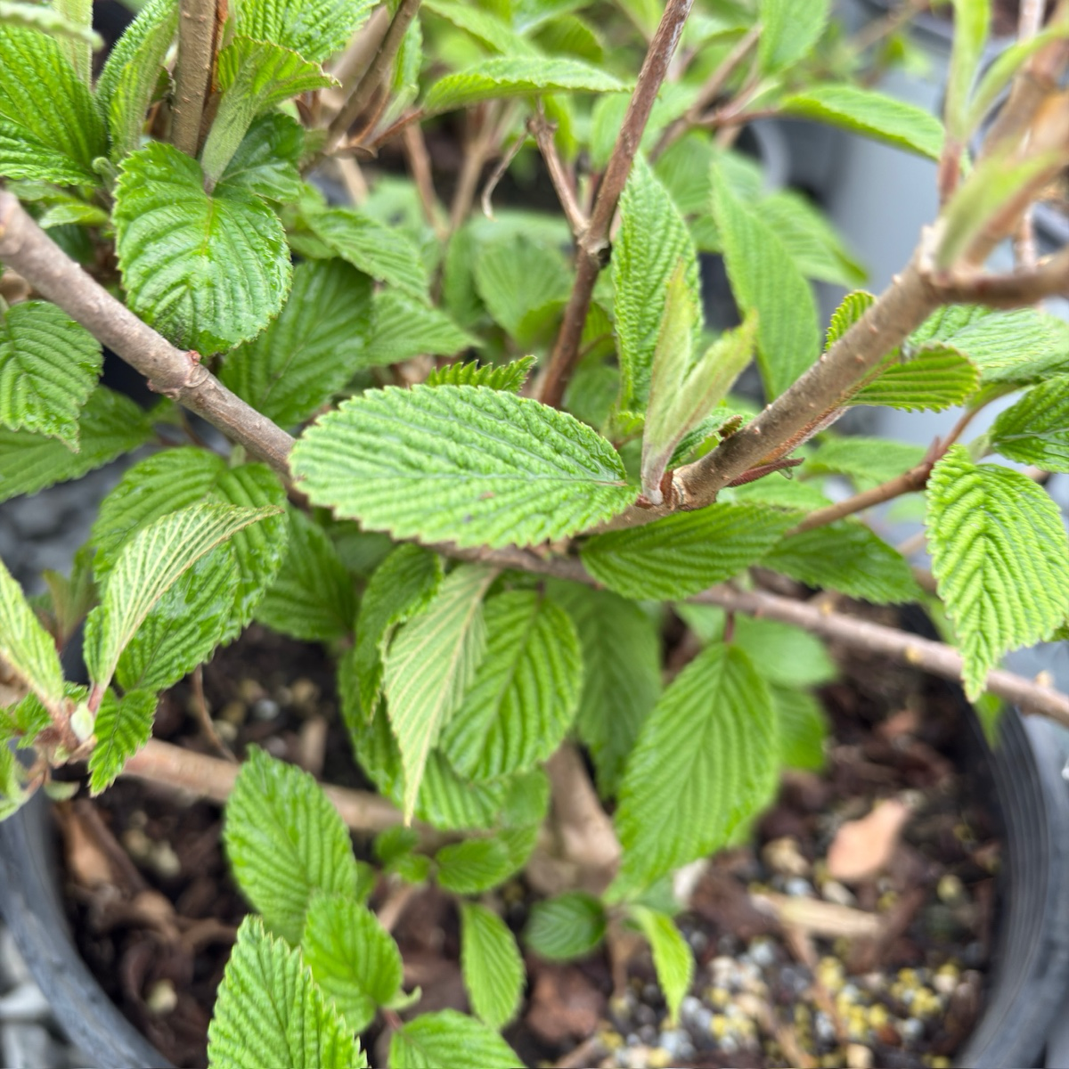 Summer Snowflake Double-File Viburnum