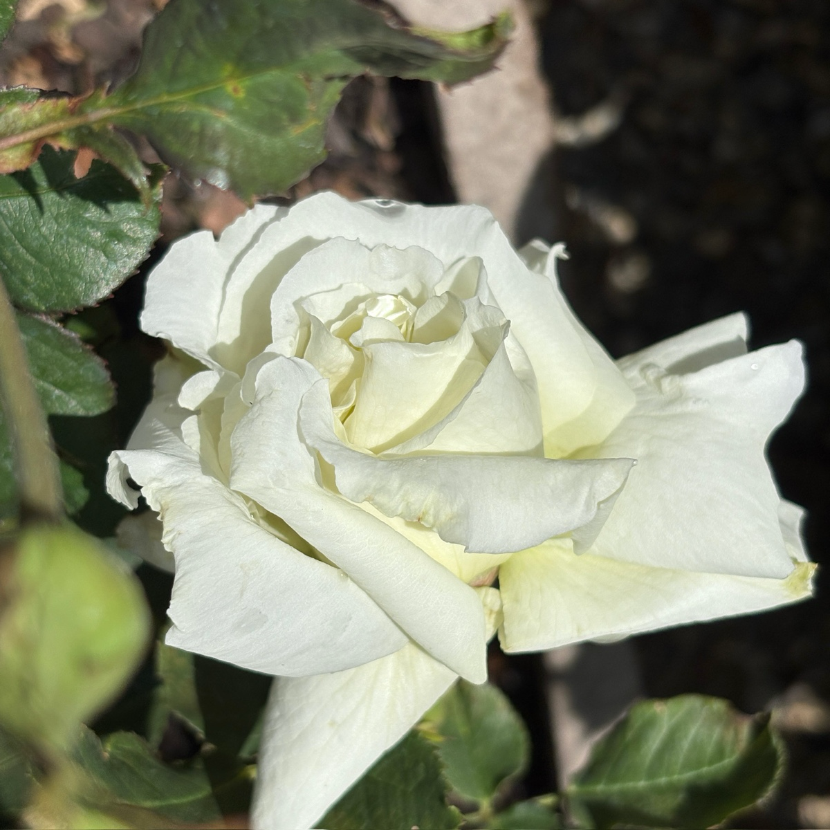 Pope John Paul II Rose