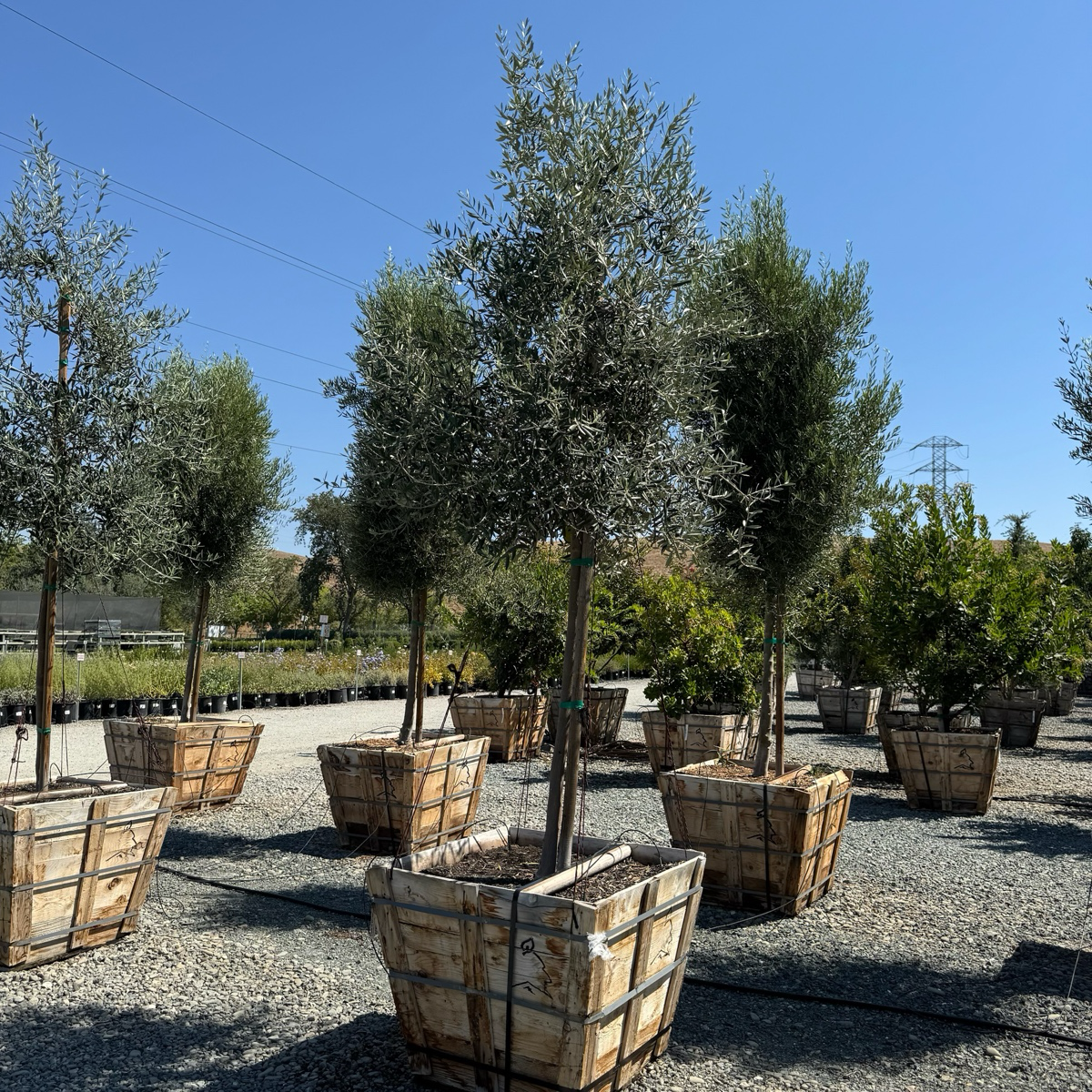 Swan Hill Olives®