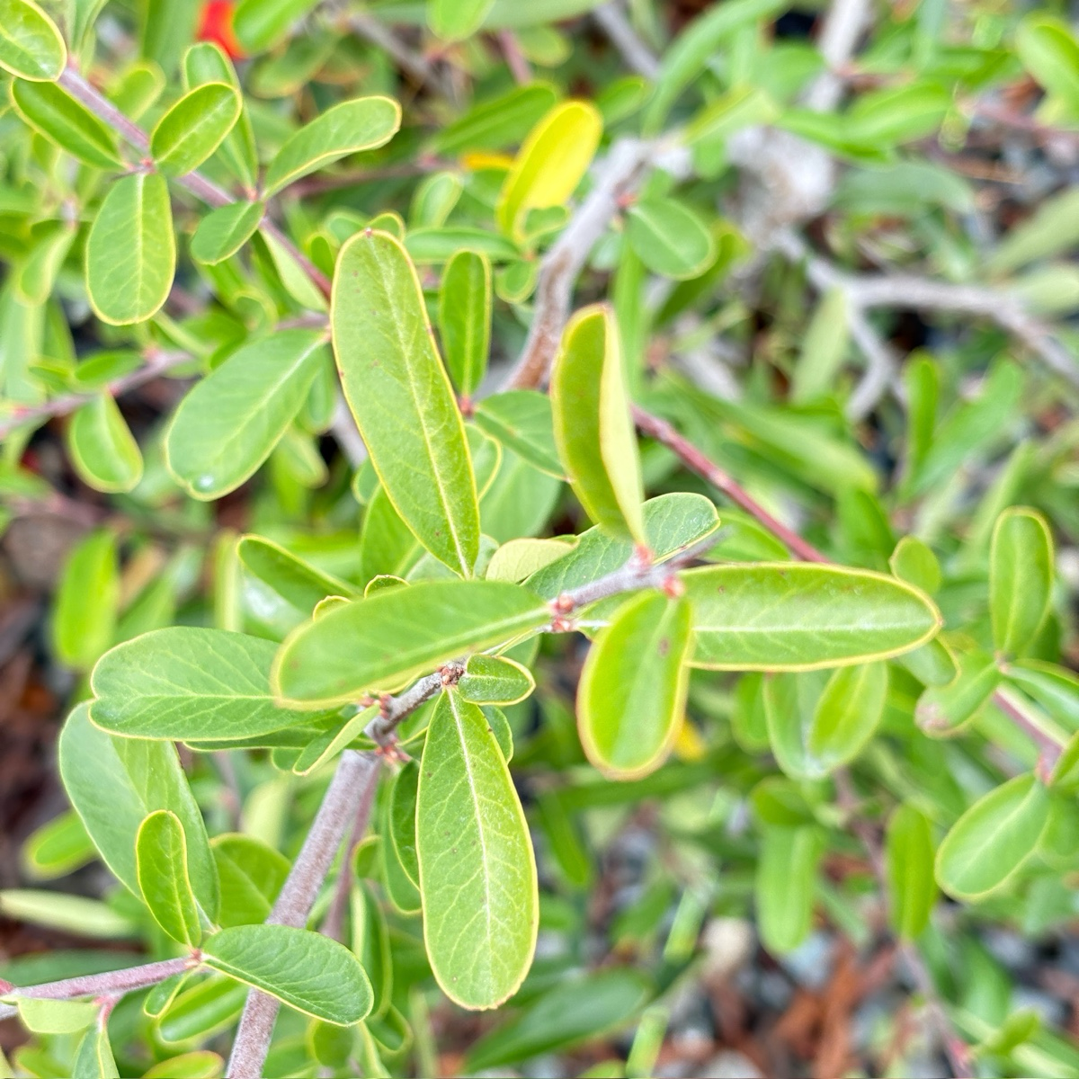 Formosa Firethorn