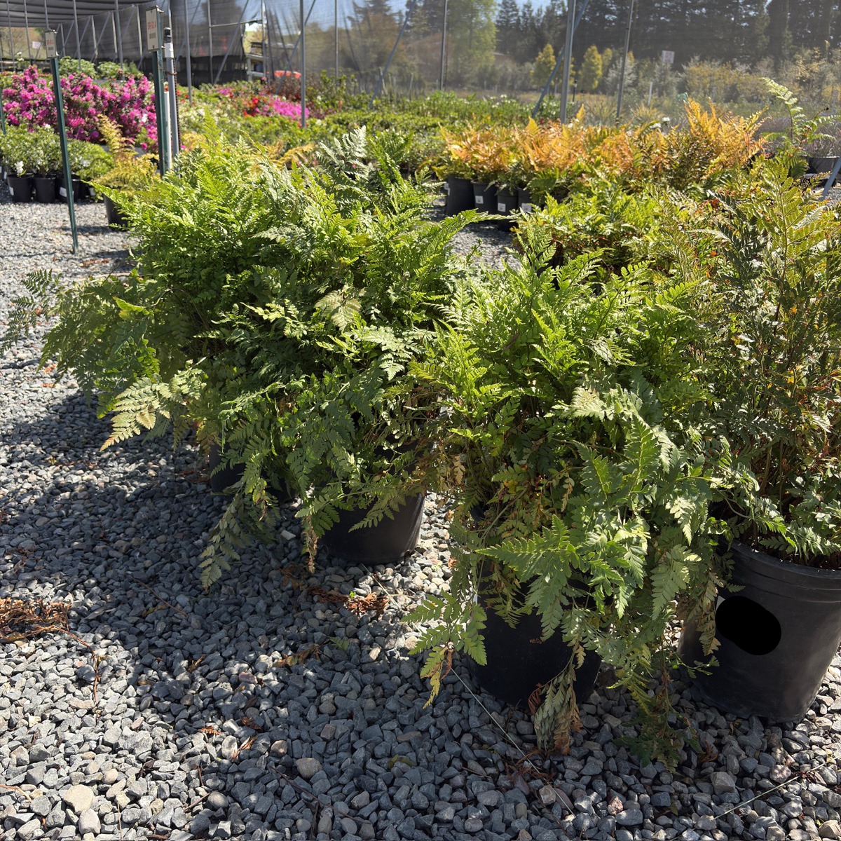 Leatherleaf Fern