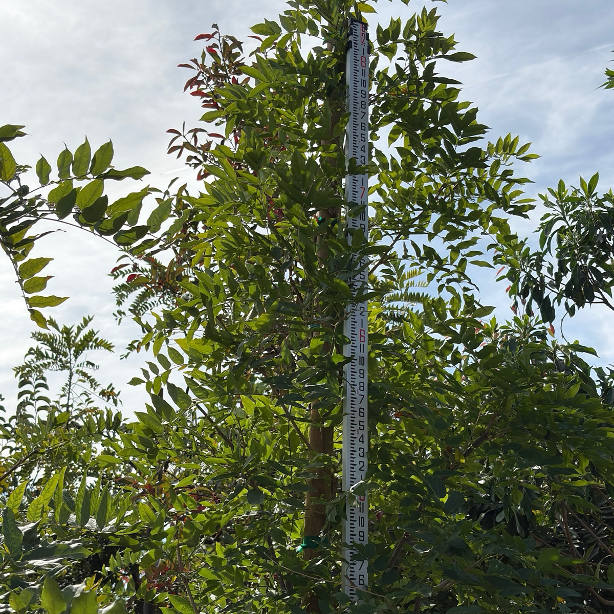 Texas White' Wisteria