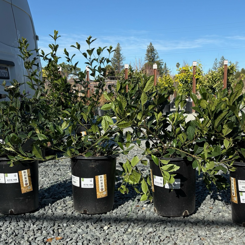 Veitchii Gardenia