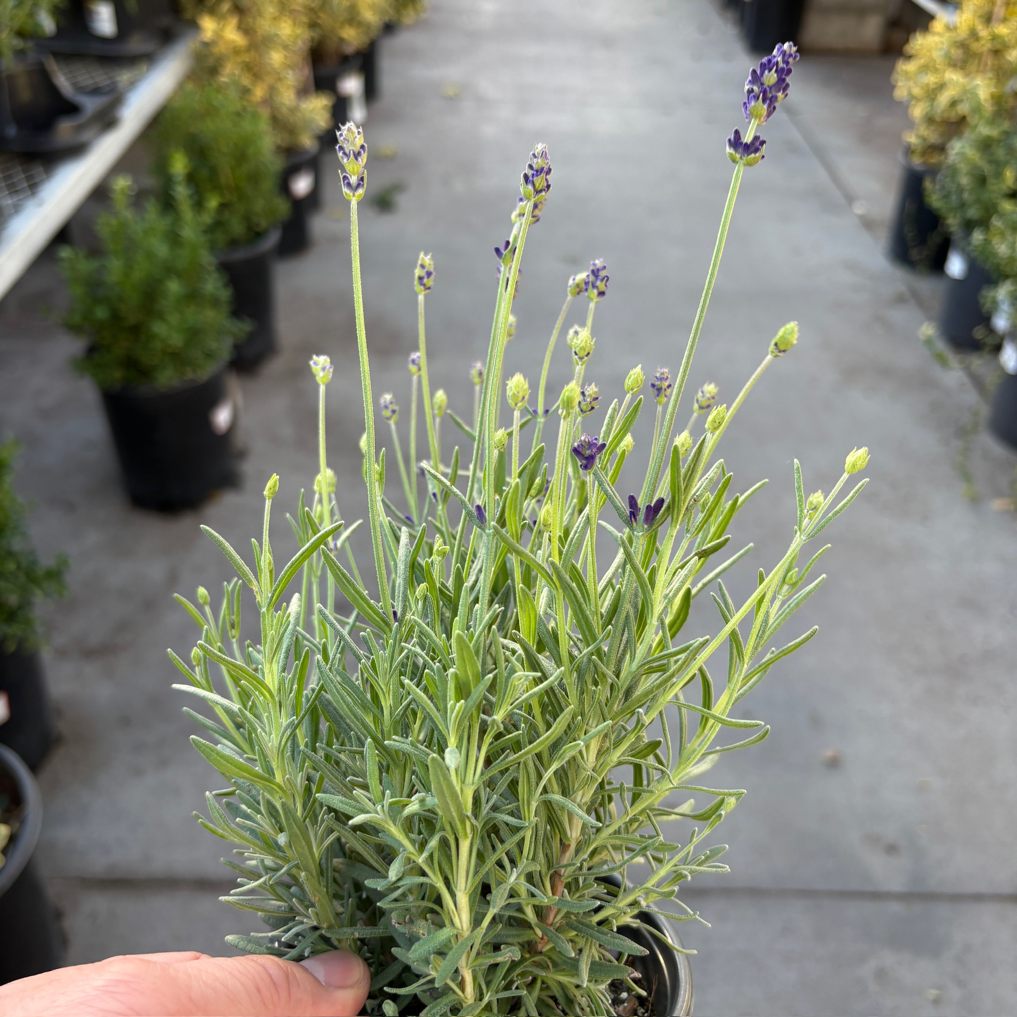 English Lavender