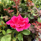 Perfume Delight Rose