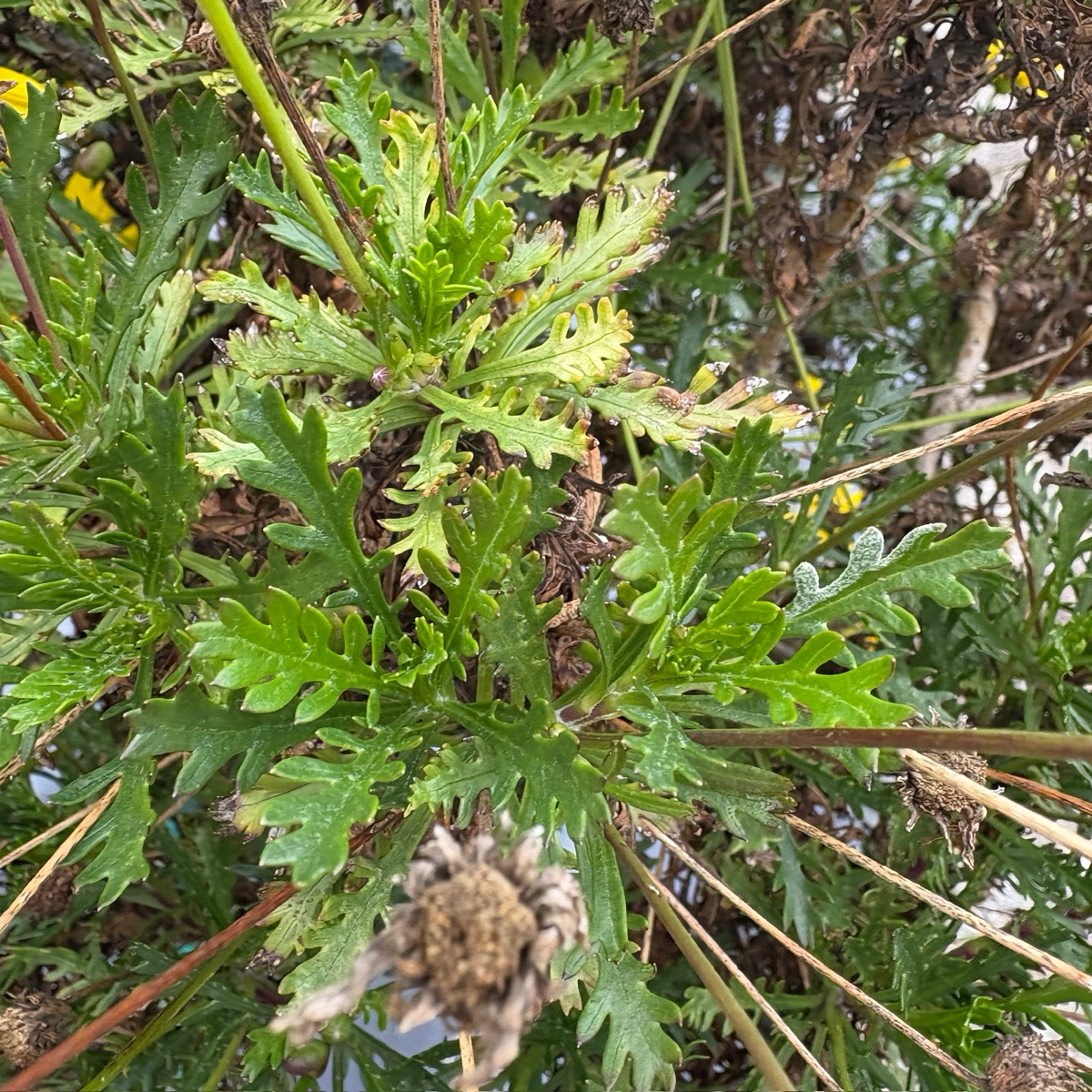 Ground cover plant-Silver Artemisia
