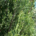 Blue Italian Cypress