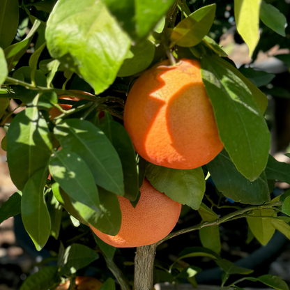 Grapefruit Tree-Flame Red Grapefruit