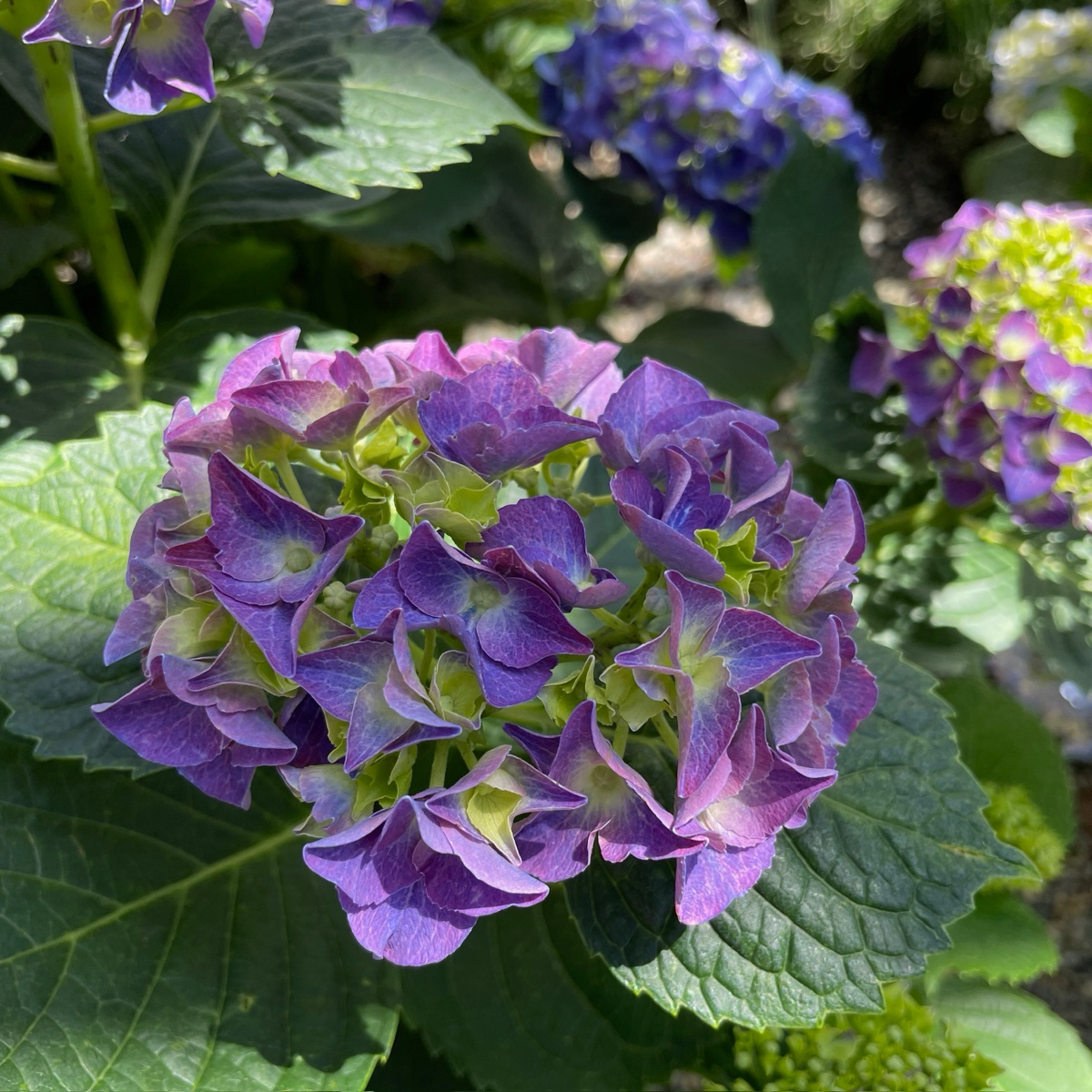 Big Band Let's Dance®  Hydrangea 