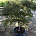 Crimson Queen Lace Japanese Maple