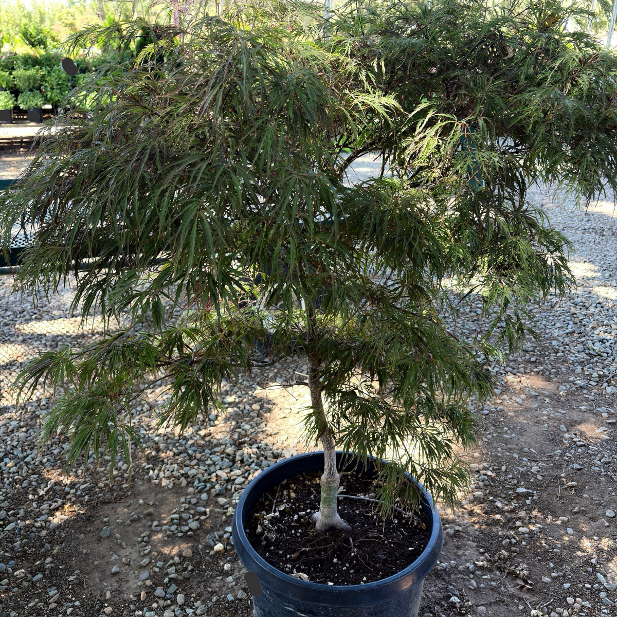 Crimson Queen Lace Japanese Maple
