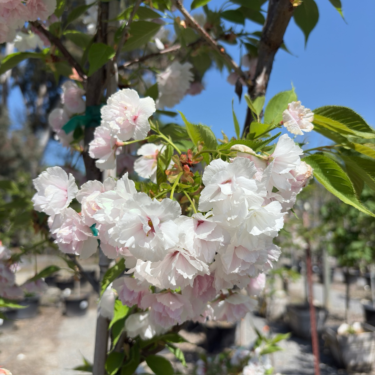 白妙樱花