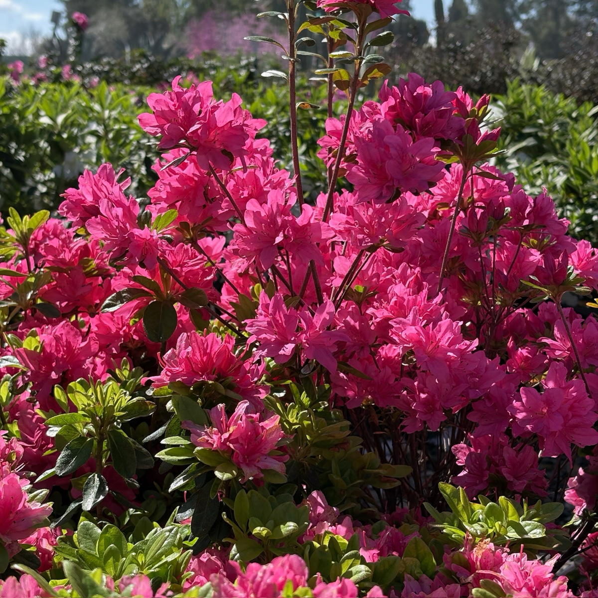 Azalea ’Sherwood Pink‘