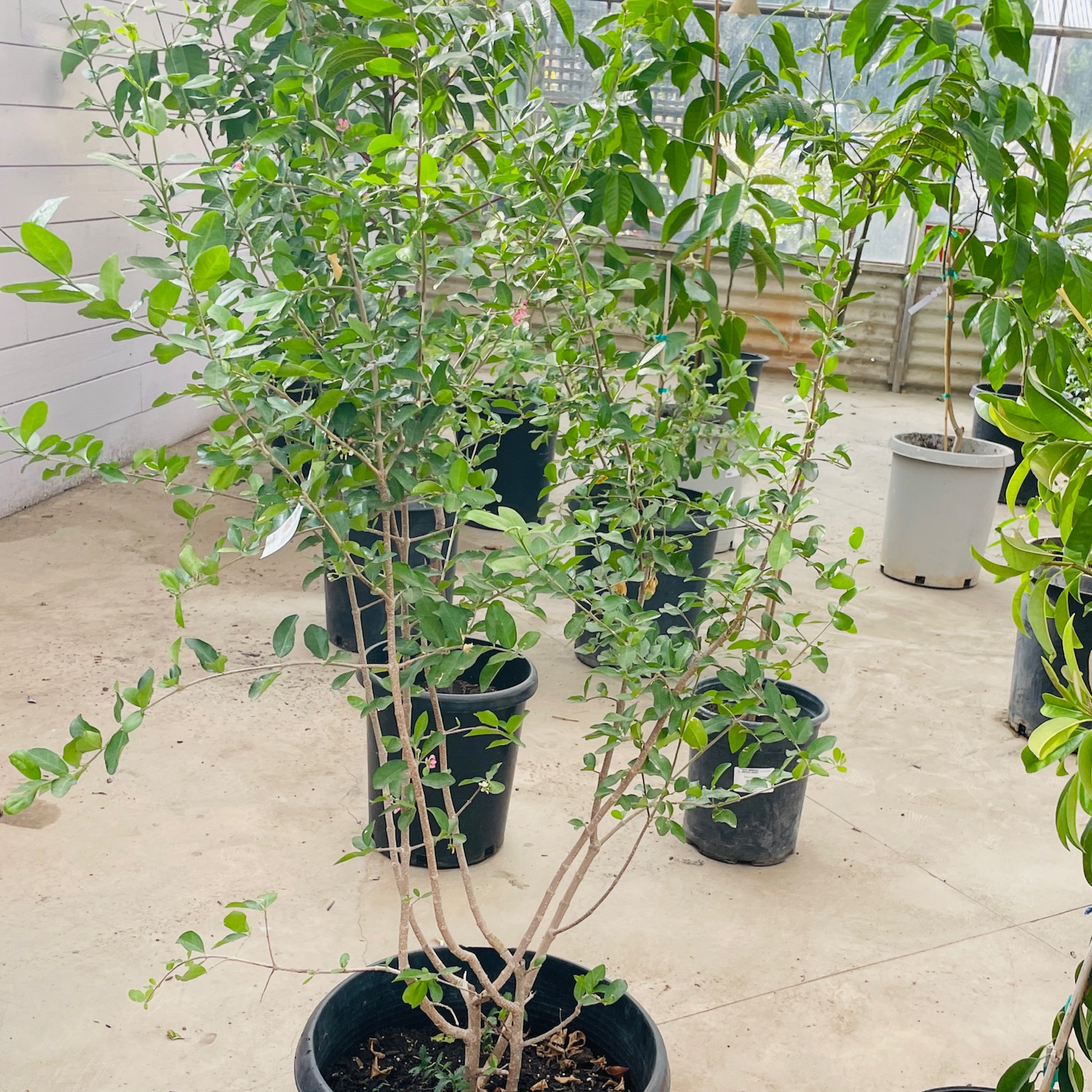 Barbados Cherry