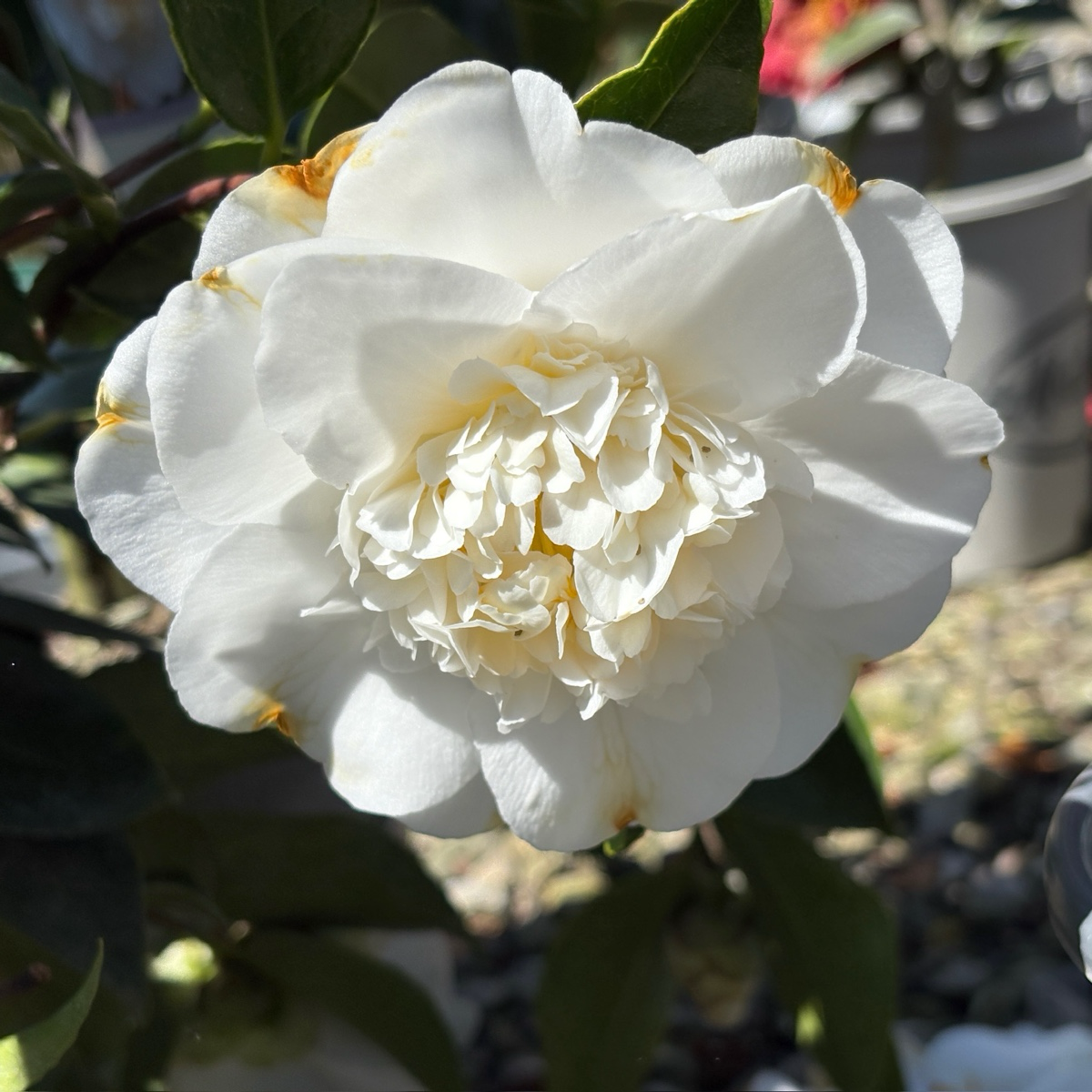 舍蝉山茶花