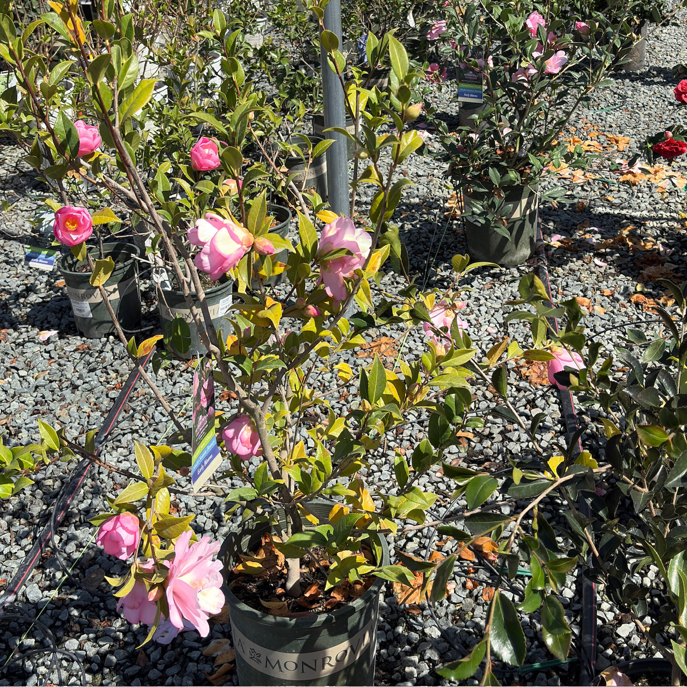 Taylor's Perfection Camellia