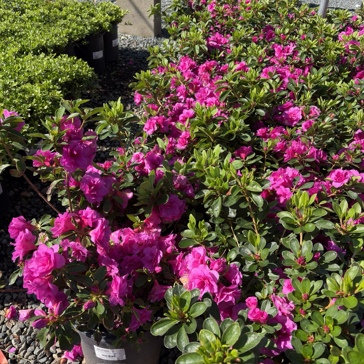 Happy Days Azalea
