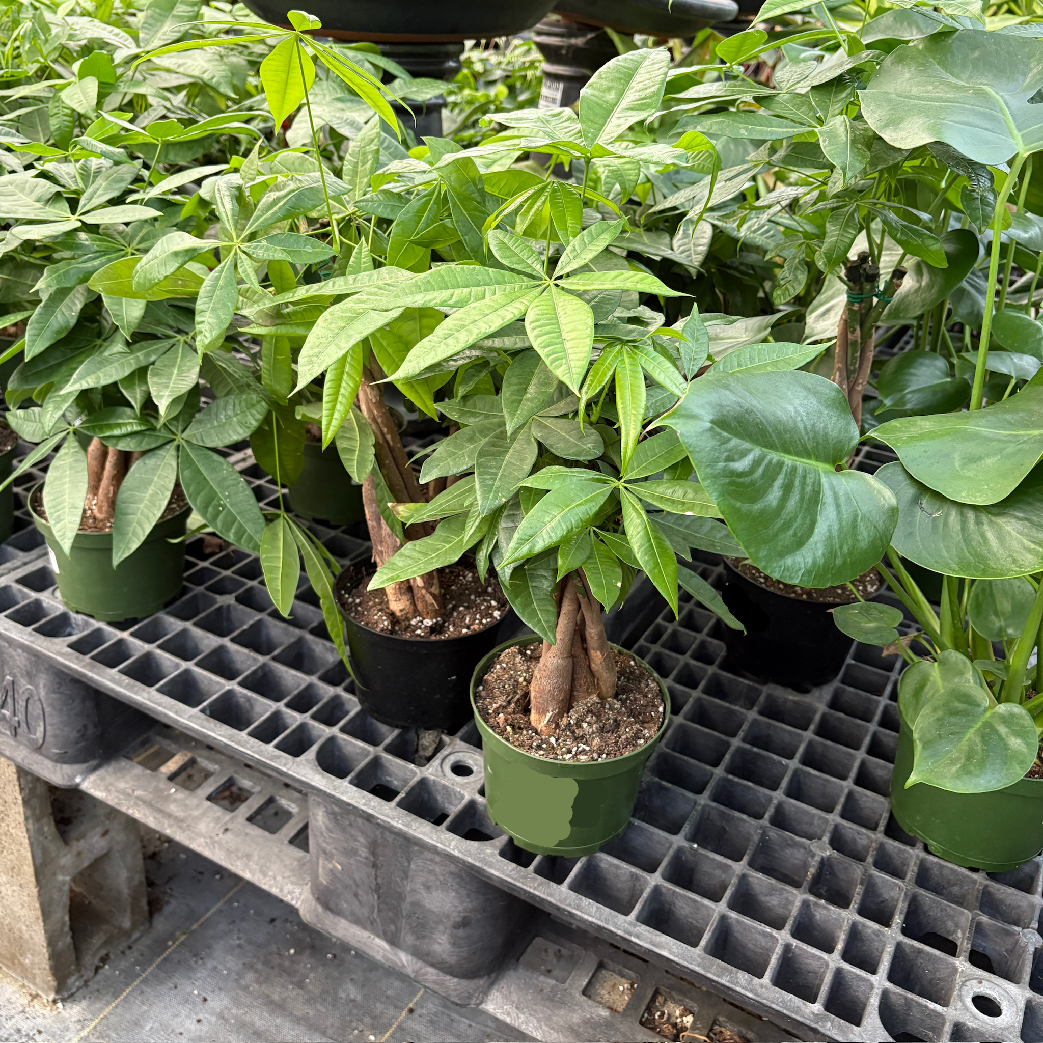Money Tree