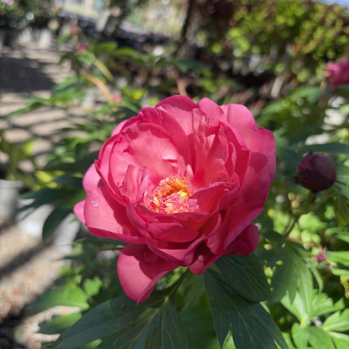 Garden Candy™ Strawberry Swirl Itoh Peony