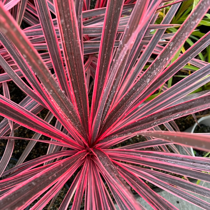 Australian Cordyline - Little Prince Charlie