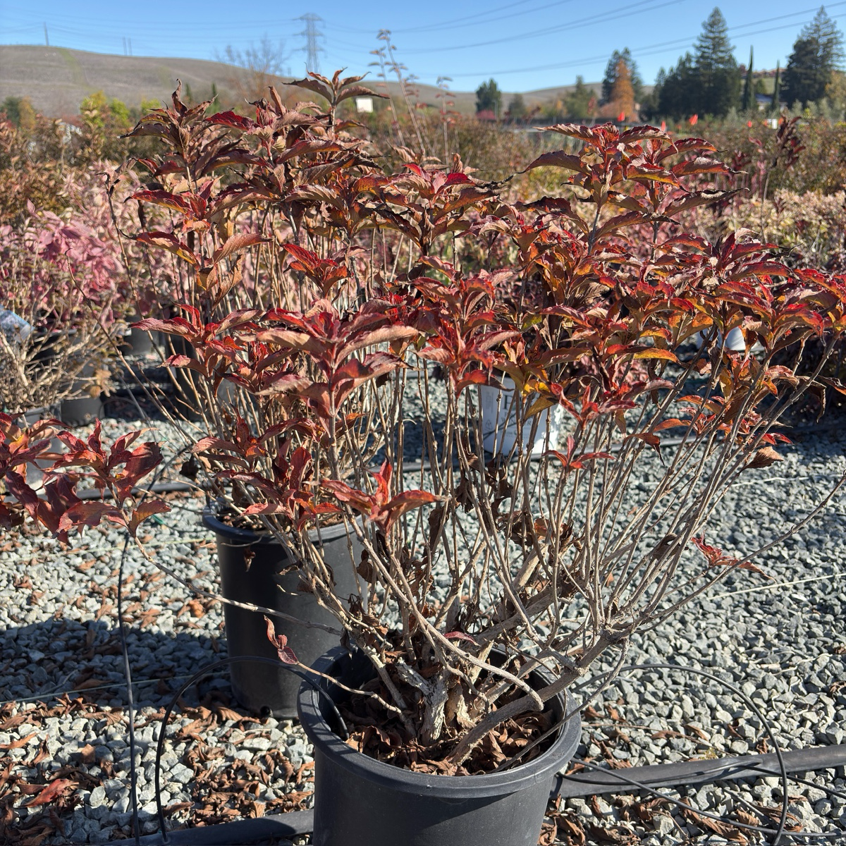 Variegated Dwarf Weigela