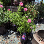 壮花月季-盛装出席