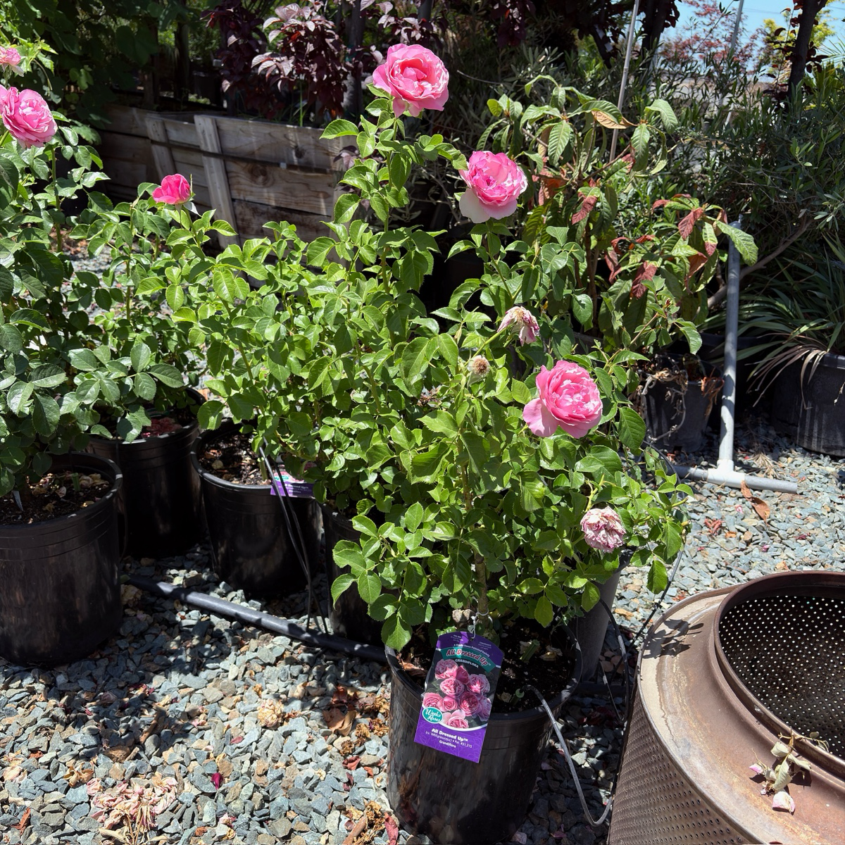 壮花月季-盛装出席