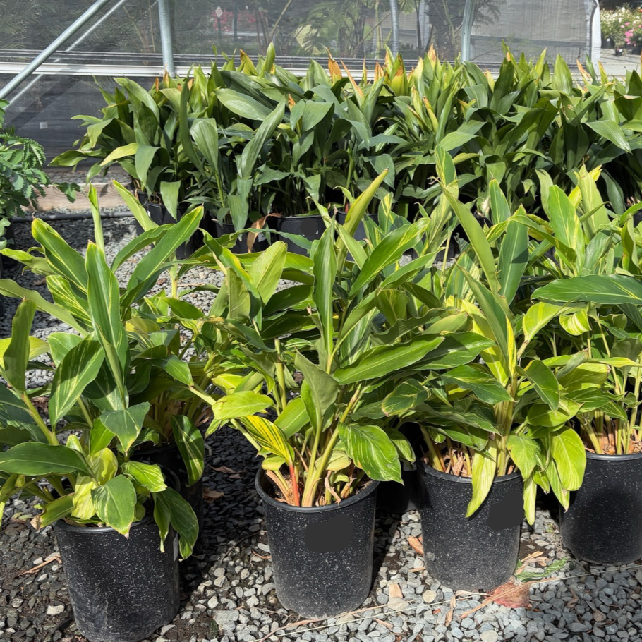 Alpinia glabra-variegated leaves