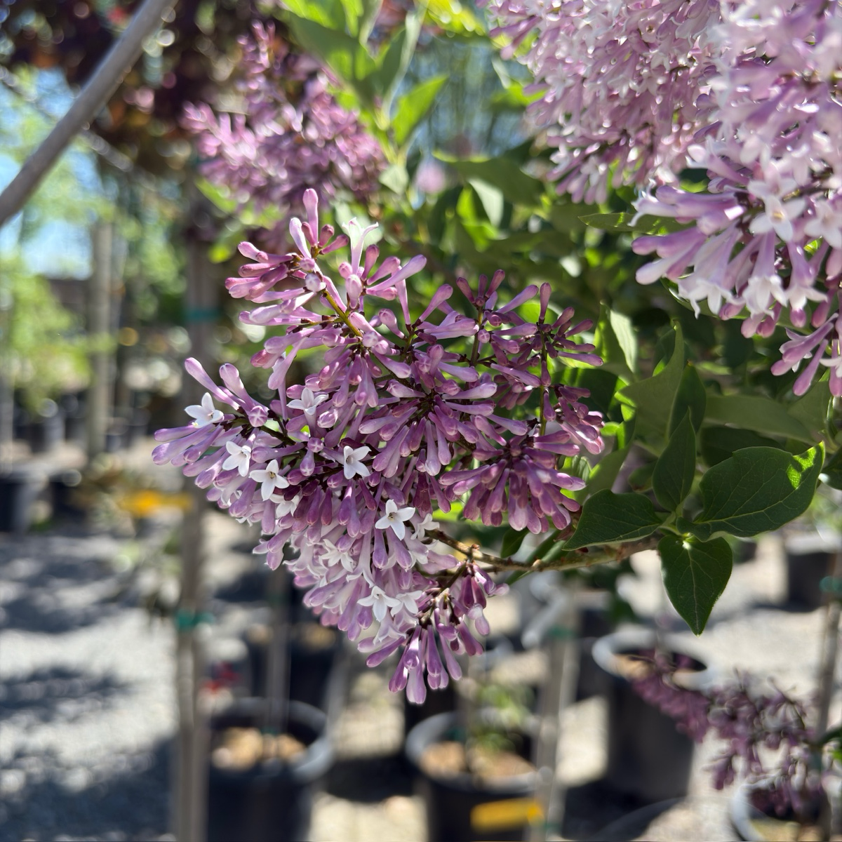 Miss Kim  korean Lilac