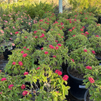 Dallas Red Bush Lantana