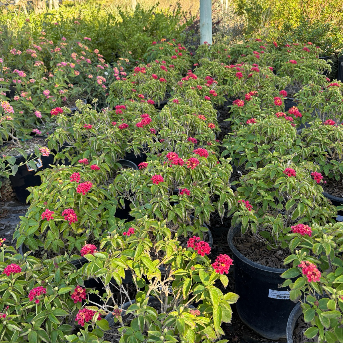 Dallas Red Bush Lantana