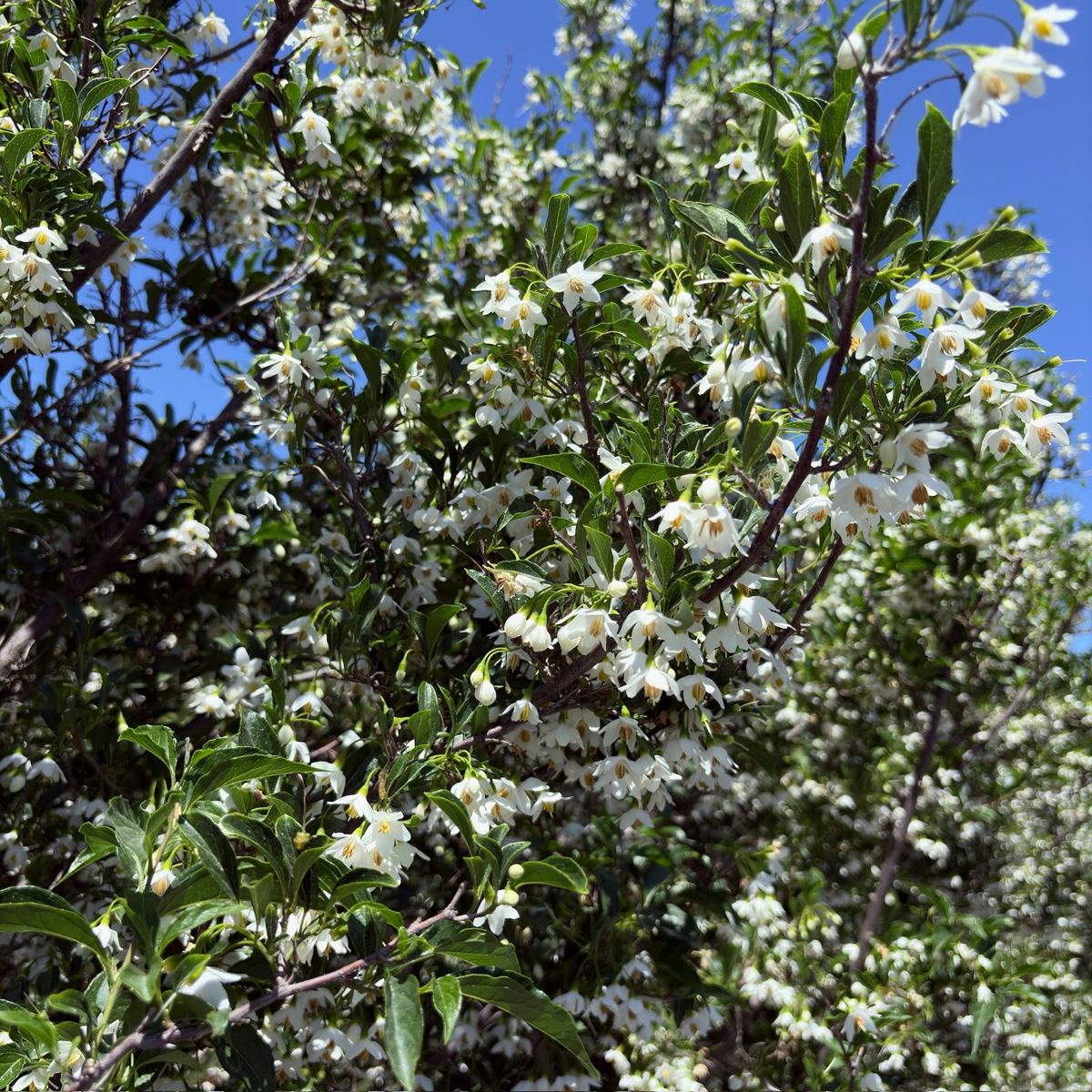 Snowcone Japanese Snowdrop Tree