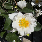 Setsugekka Camellia 