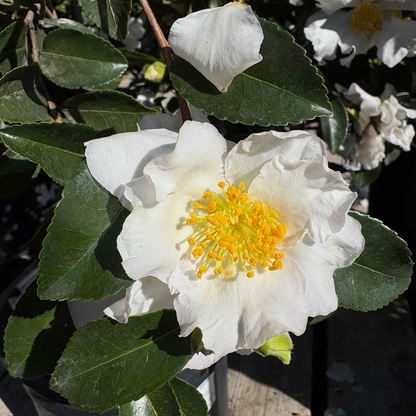 Camellia sasanqua - Snow and Moon Camellia