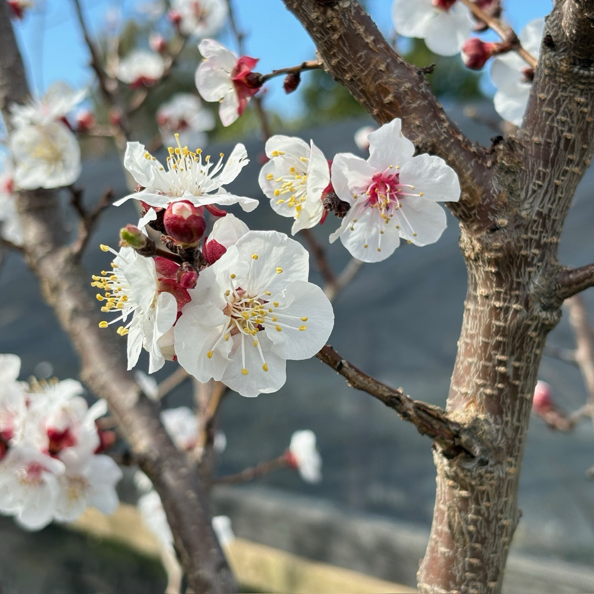 Tilton Apricot