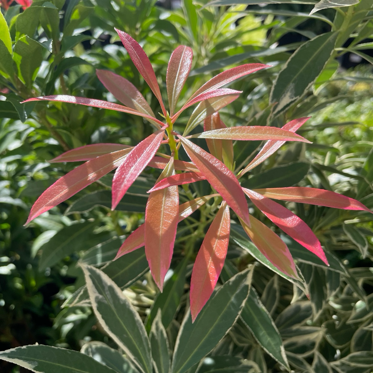 Flaming Silver Lily of the Valley