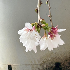 白花垂枝樱花