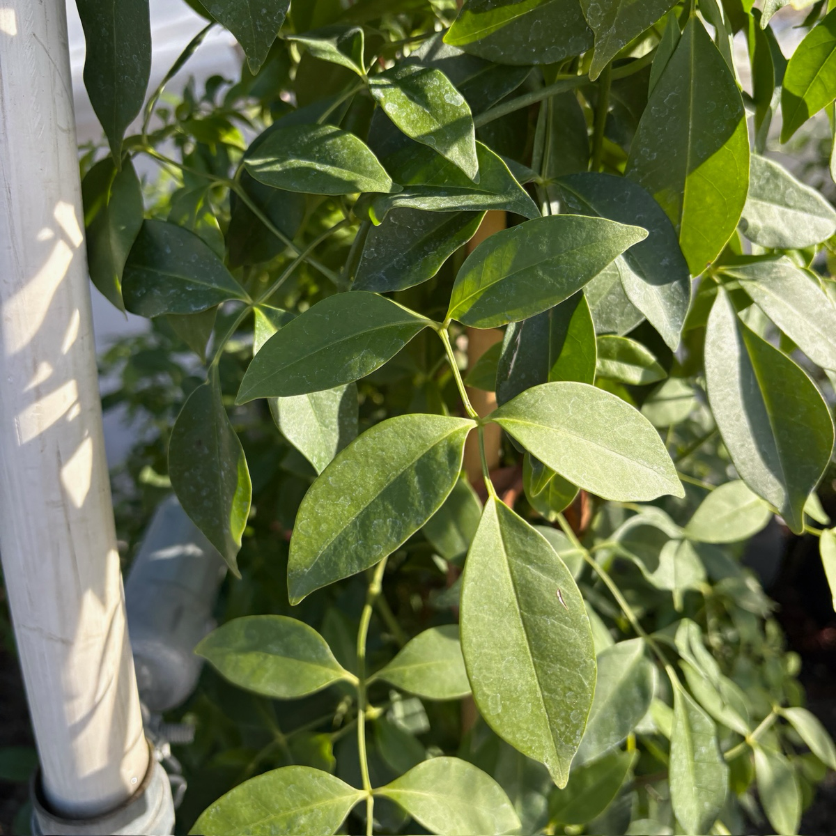 White Bower Vine