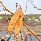 Mimosa Silk Tree