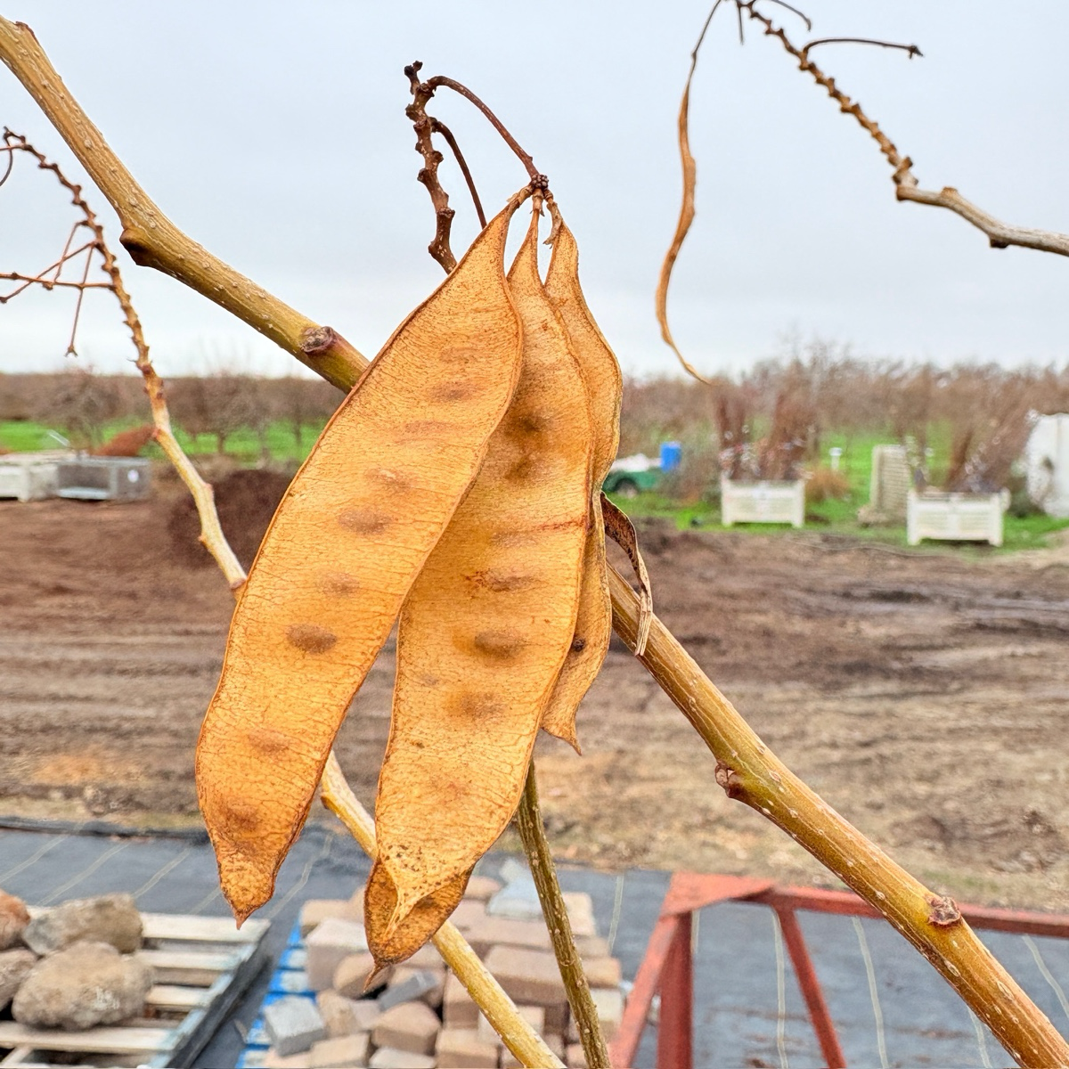 Mimosa Silk Tree