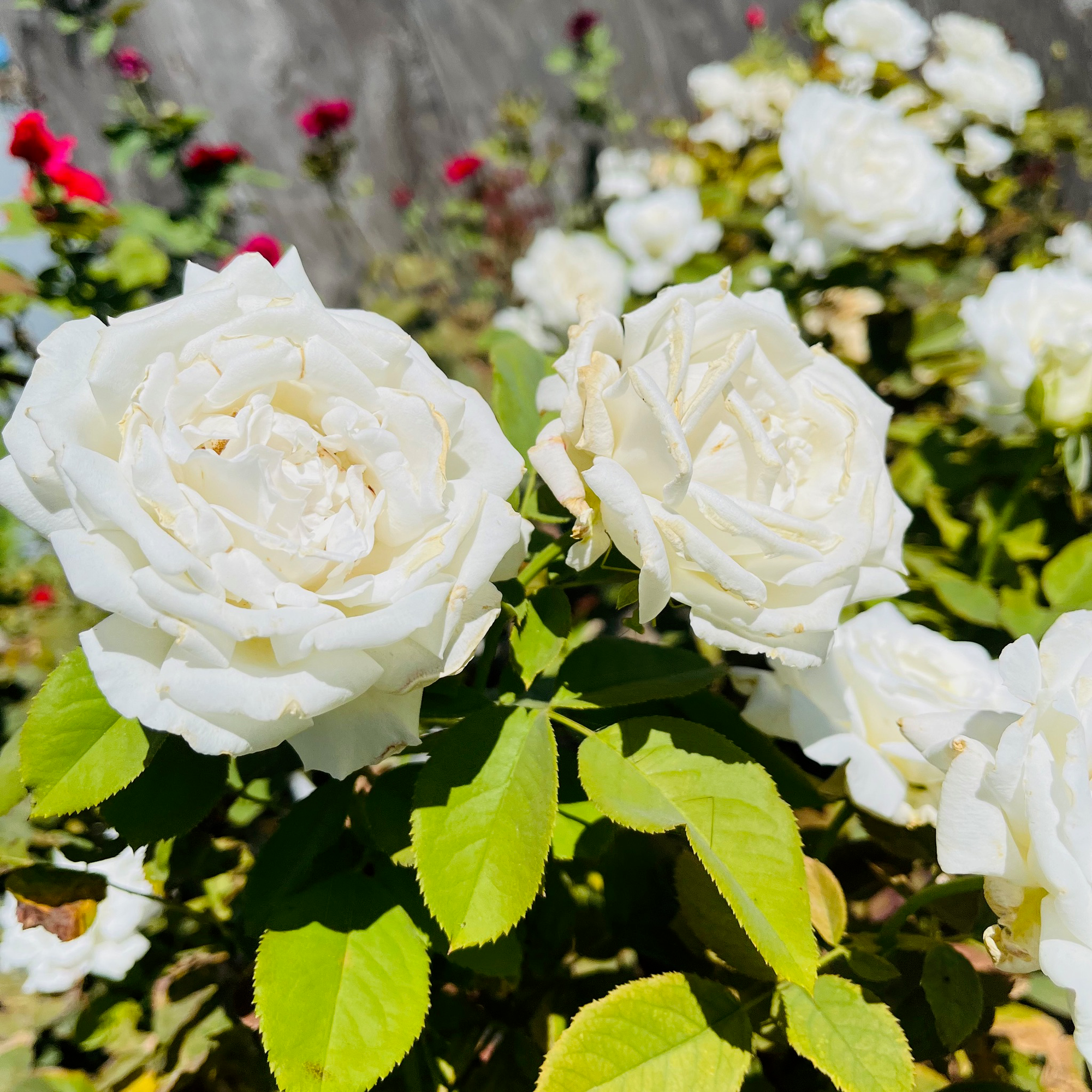 Pope John Paul II Rose
