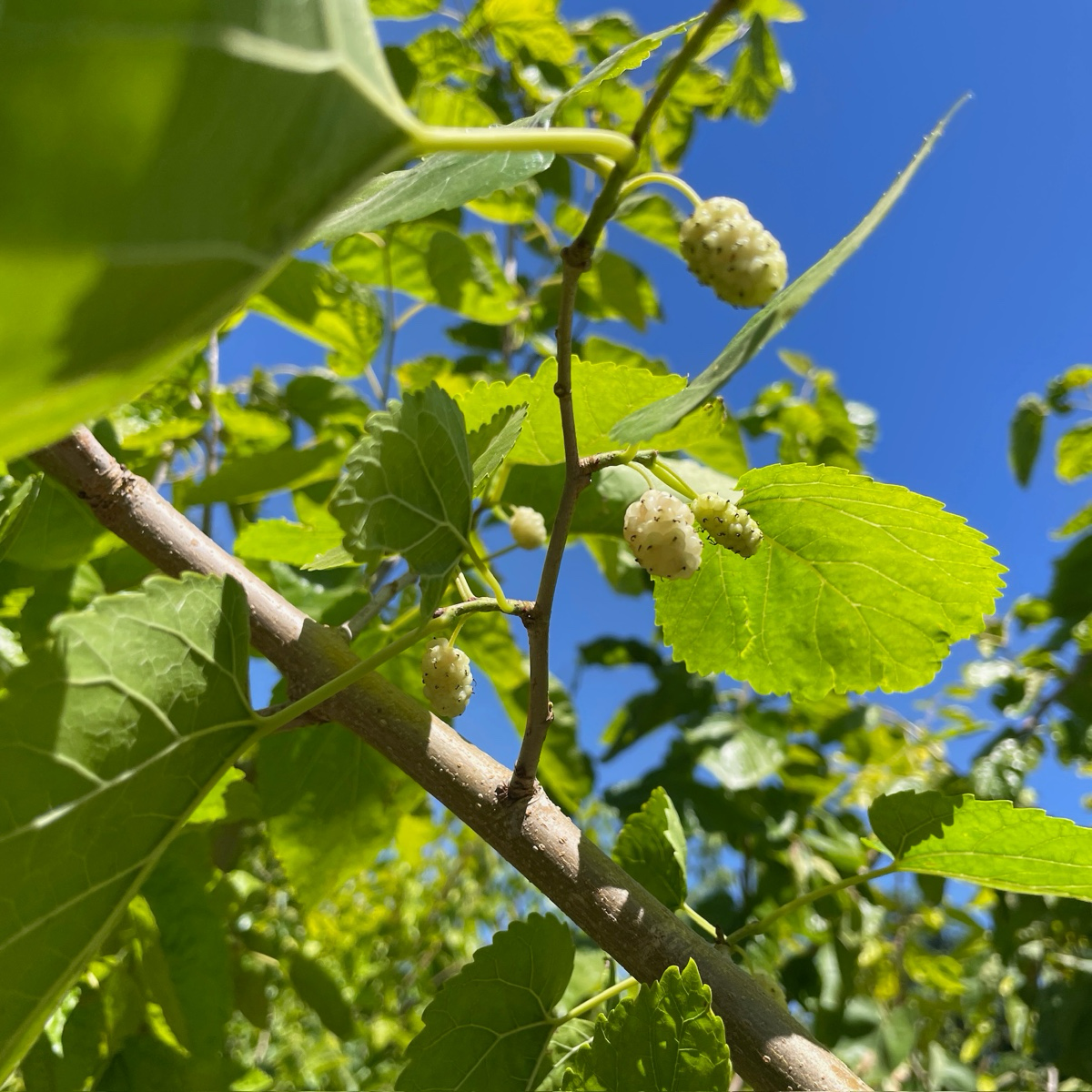 Persian White Mulberry