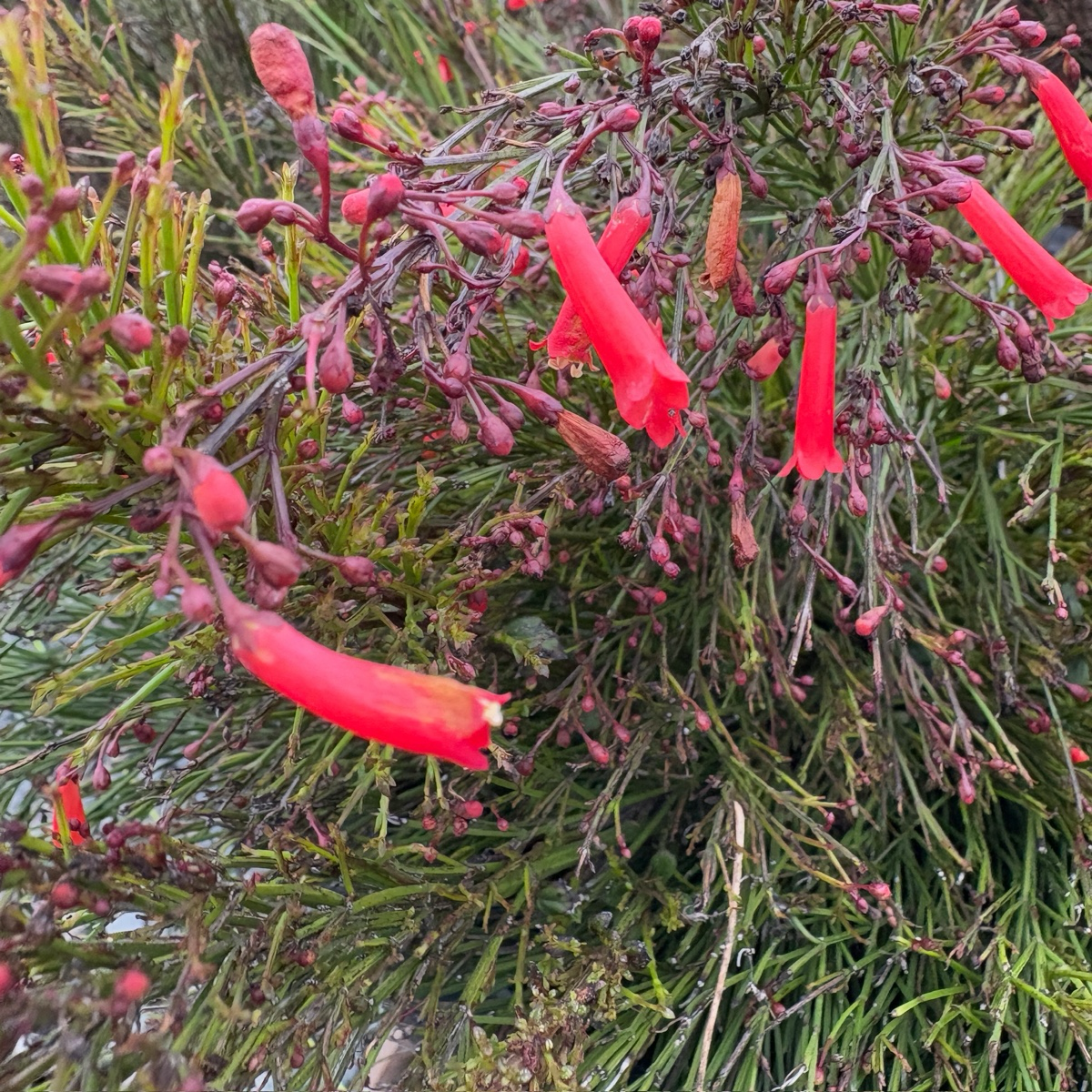 Firecracker Plant