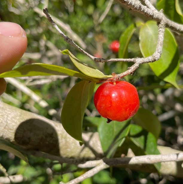 Chamba Surinman Cherry