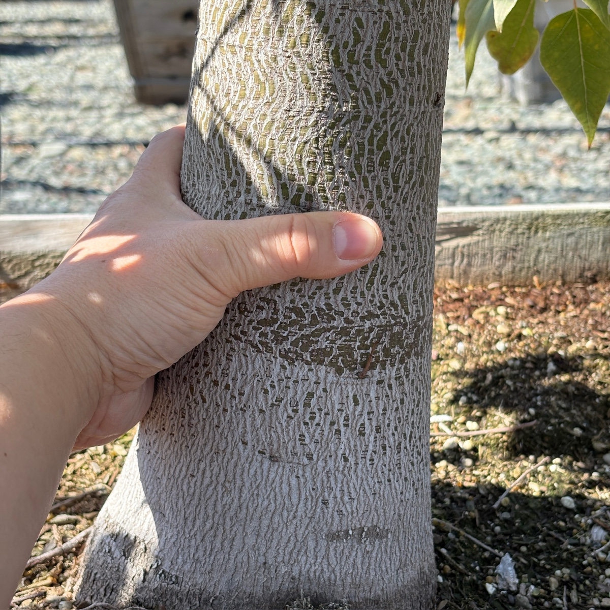 Buttle Tree