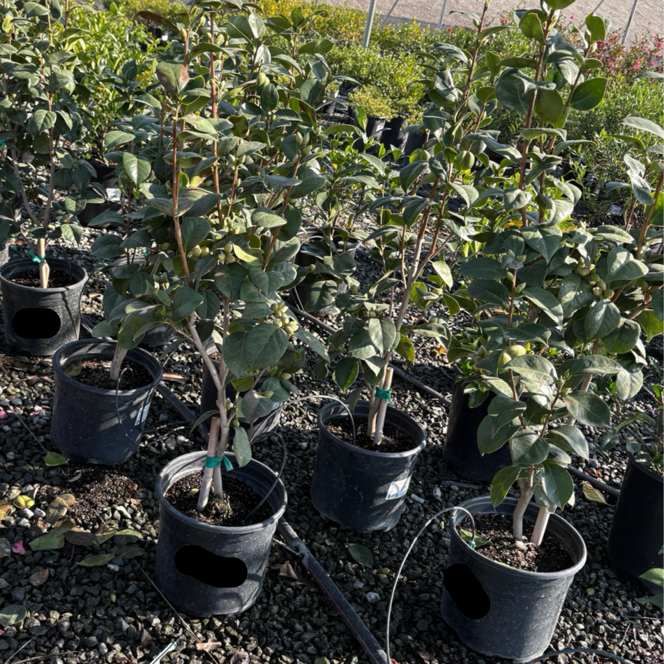 珍珠麦克斯韦山茶花