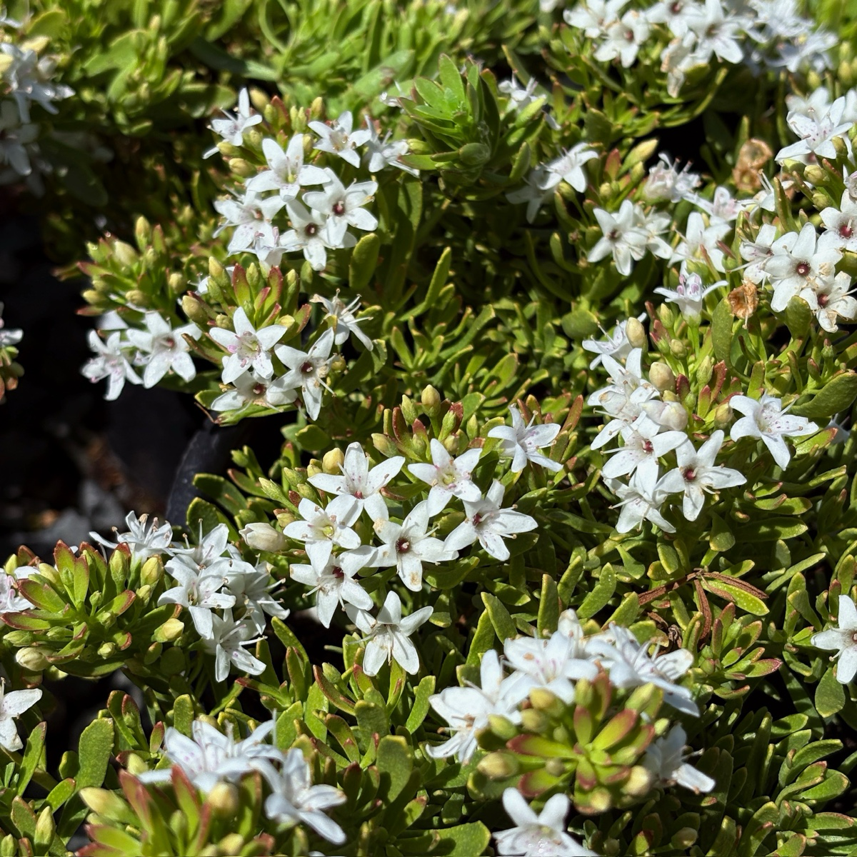 Putah Creek Creeping Myoporum
