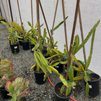 白肉火龙果