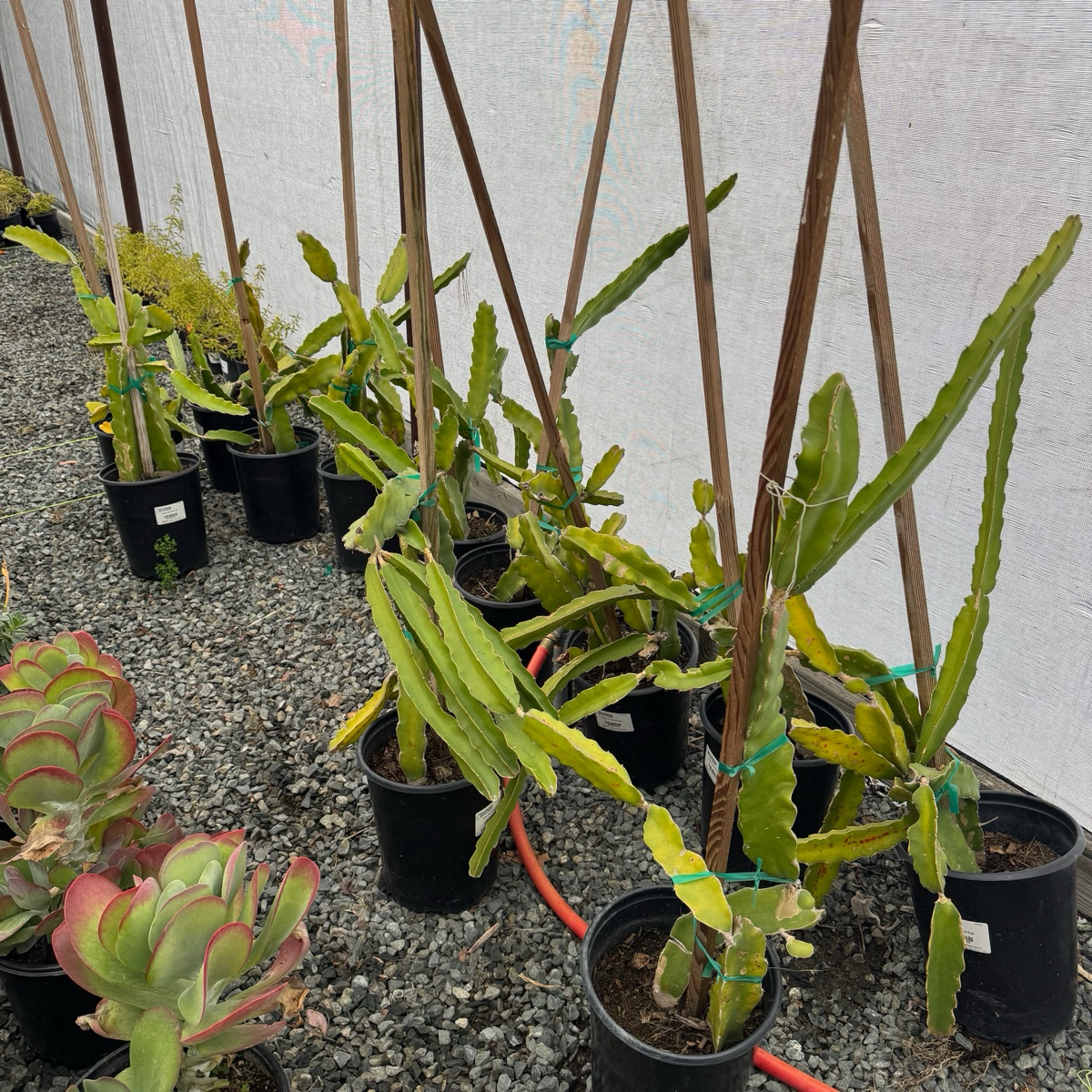 白肉火龙果